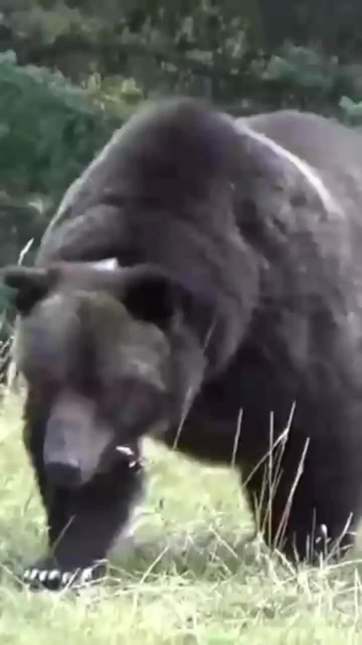 灰熊大胜，背后故事令人感动的简单介绍